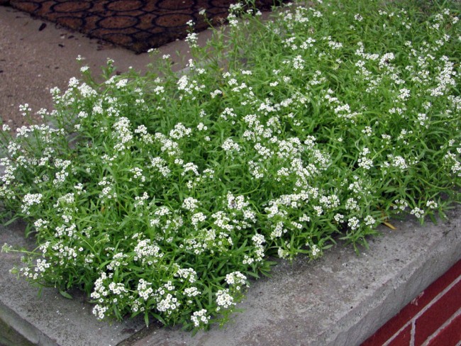 Алиссум Снежный ковер: выращивание из семян, посадка и уход, фото