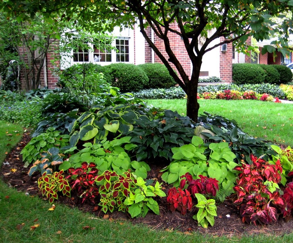 Теневыносливые растения комнатные и садовые: особенности выращивания