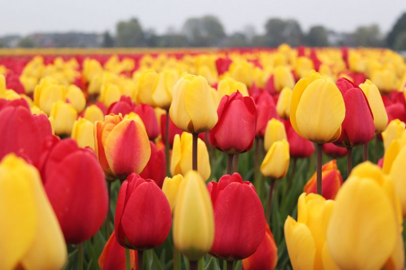 Тюльпаны: посадка, выращивание и уход в открытом грунте