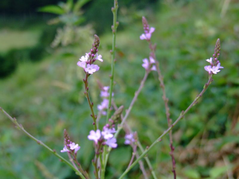 Вербена лекарственная (Verbena officinalis): посадка, выращивание и уход в открытом грунте