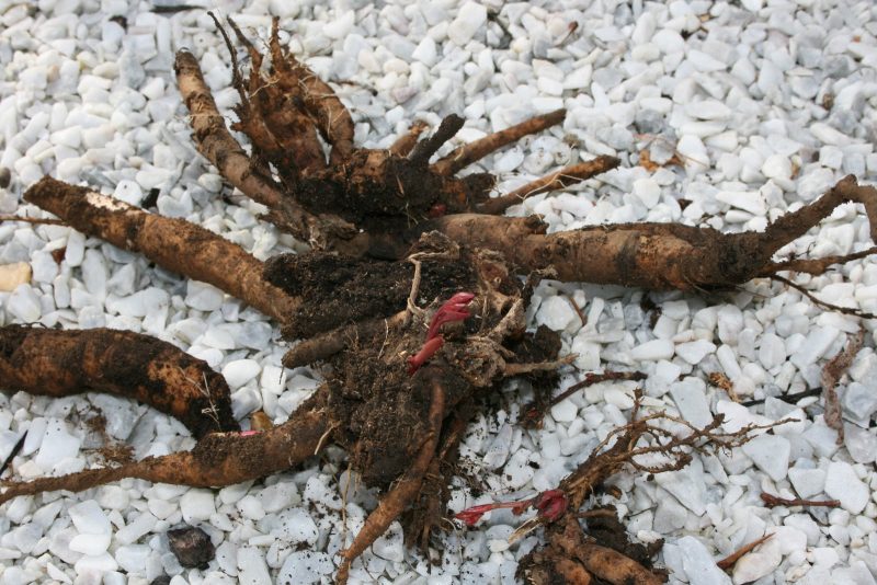 Пион древовидный: посадка и уход, выращивание, полив и подготовка к зиме