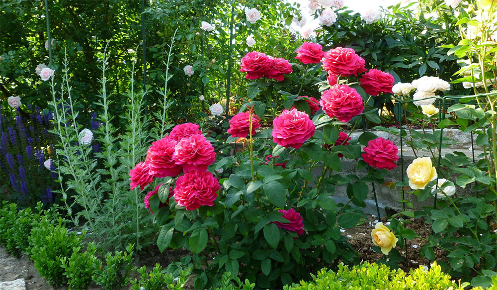 Роза Фальстаф: описание сорта английской розы, уход и выращивание