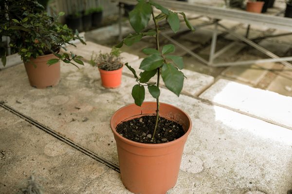 Роза Кордана: как ухаживать после покупки, выращивание в открытом грунте и домашних условиях