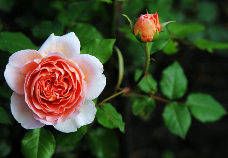 Роза Абрахам Дерби (Abraham Darby): описание сорта парковой английской розы, посадка и уход