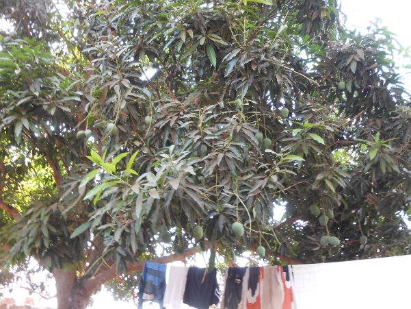 Дерево манго во дворе