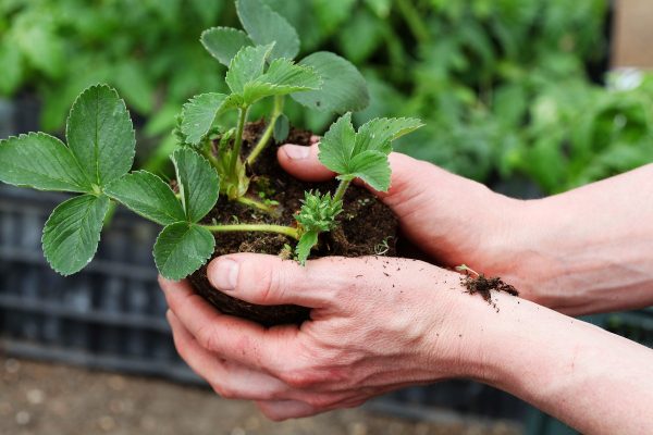 Земляника садовая: лучшие сорта, посадка, выращивание и уход