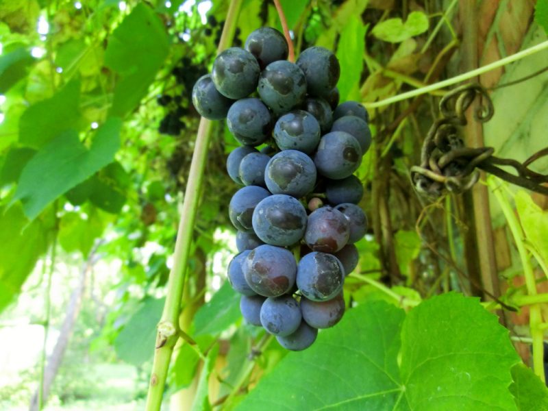 Виноград изабелла: описание сорта, посадка и уход в саду, польза для организма человека