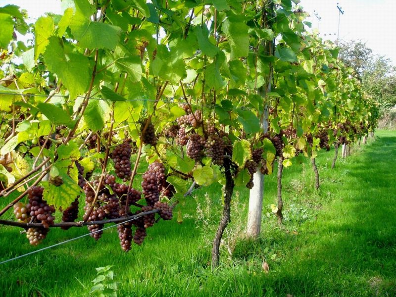 Обрезка винограда осенью — схема и инструкция для начинающих