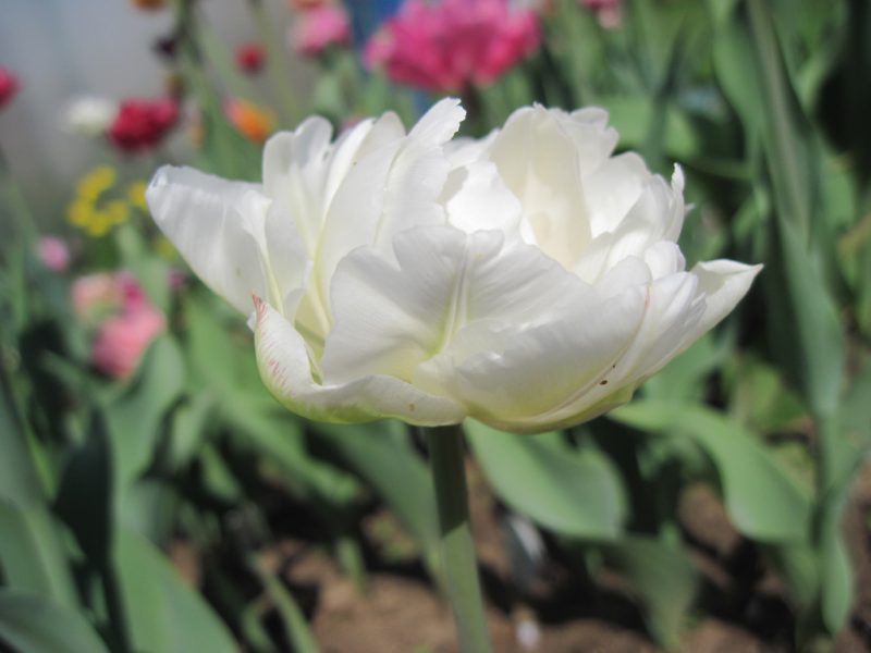 Пионовидные тюльпаны: описания сортов, особенности ухода и выращивания