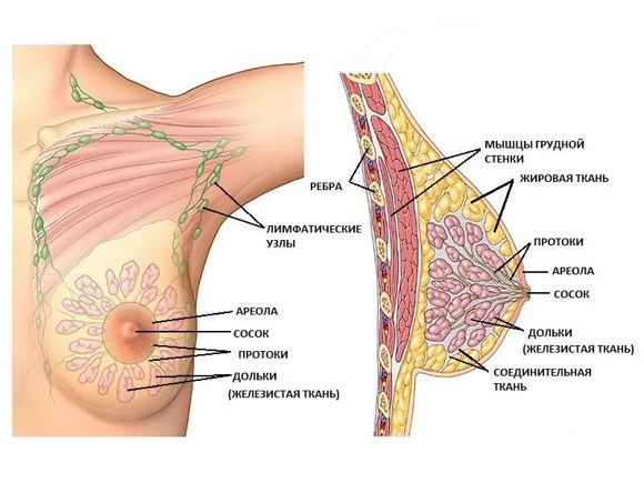 Как подтянуть грудь в домашних условиях — 5 способов подтяжки грудных мышц