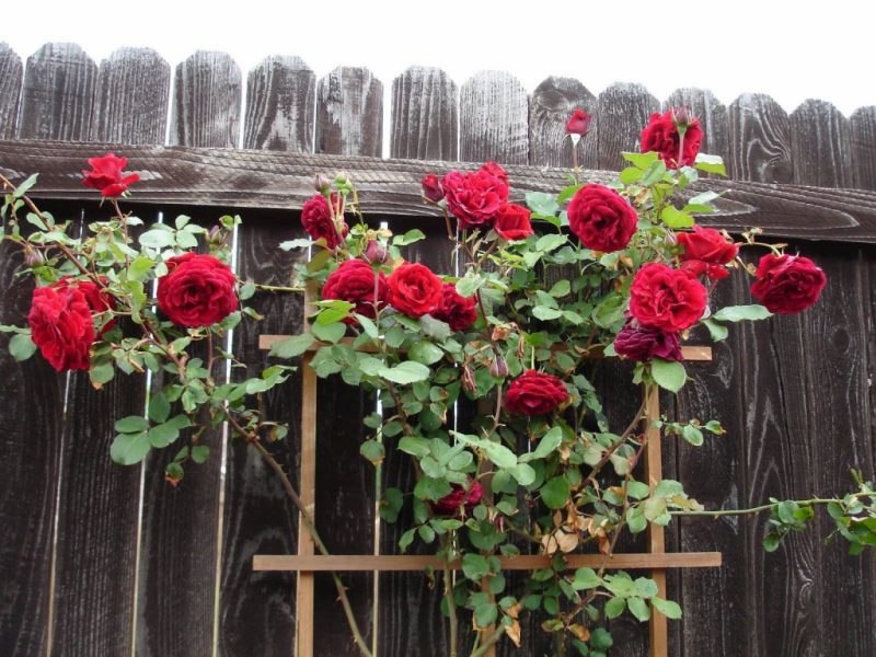 Как укрыть плетистую розу на зиму
