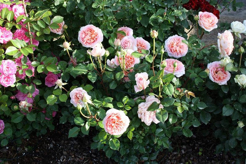 Роза Абрахам Дерби (Abraham Darby): описание сорта парковой английской розы, посадка и уход