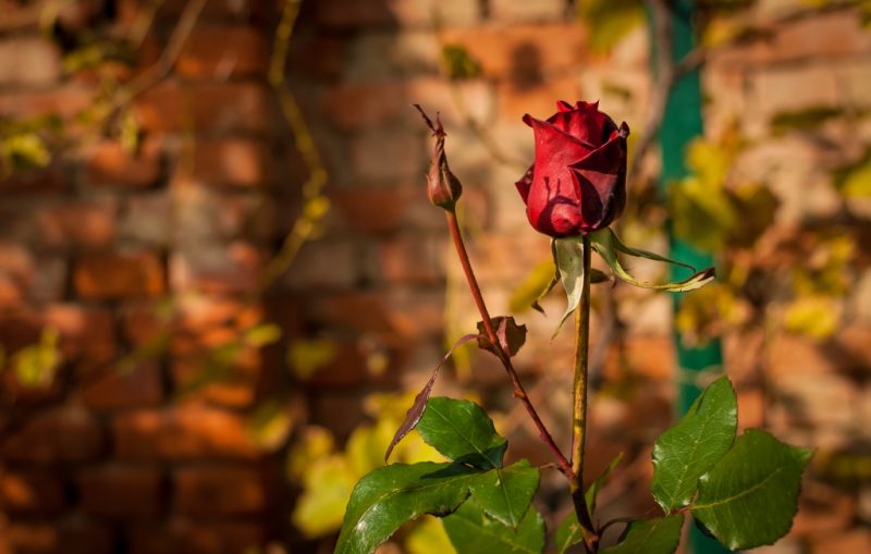 Уход за розами осенью, подготовка к зиме: подкормка, обрезка, укрытие