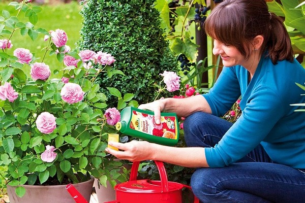 Уход за розами весной: советы, как ухаживать за розами в саду после посадки и после зимовки