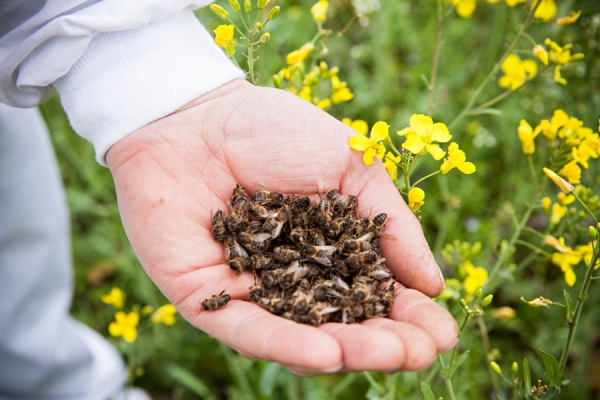Настойка из пчелиного подмора: лечебные свойства, способы приготовления, применение
