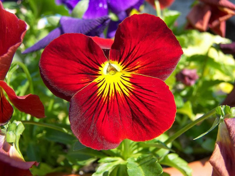 Виола цветы: выращивание из семян и рассады в домашних условиях
