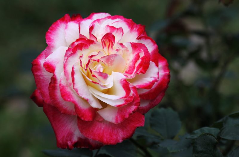 Чайно-гибридная роза: описание сортов, посадка и уход