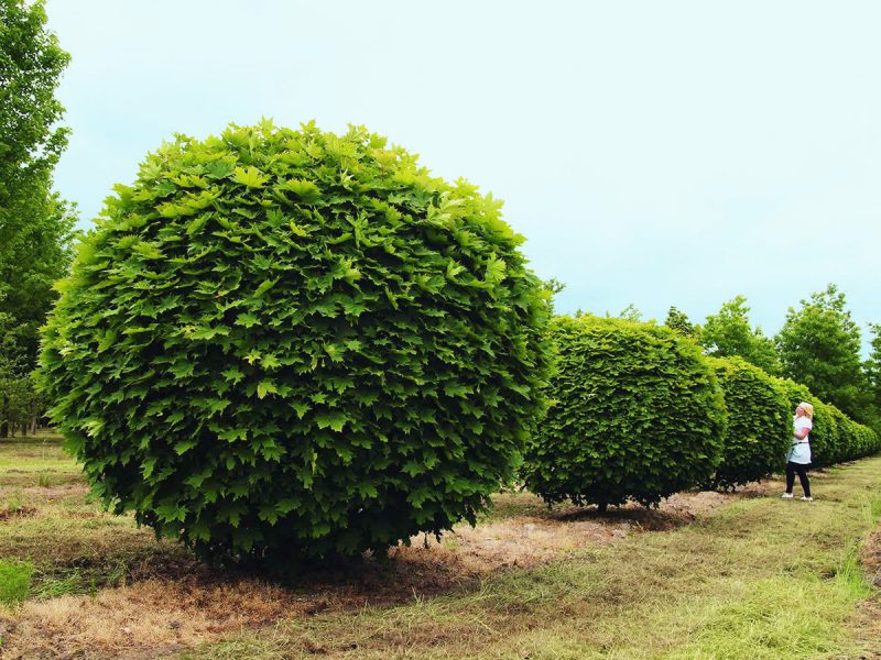 Клён остролистный (платановидный, Acer platanoides)