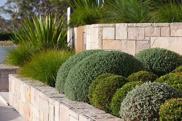 Хвойные кустарники для сада: названия и описания декоративных вечнозеленых кустарников