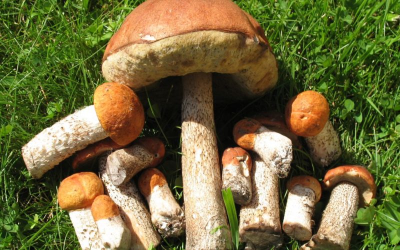 красавцы грибы